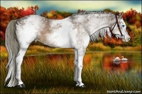 Horse Color:White Spotted Liver Chestnut Splash 