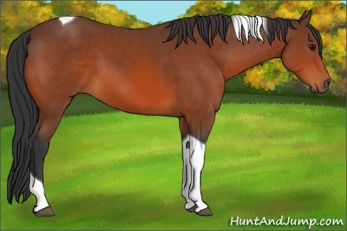 Horse Color:Bay Tobiano 