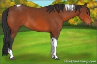 Horse Color:Bay Tobiano