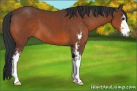 Horse Color:Bay Sabino 