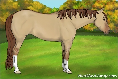 Horse Color:Red Dun