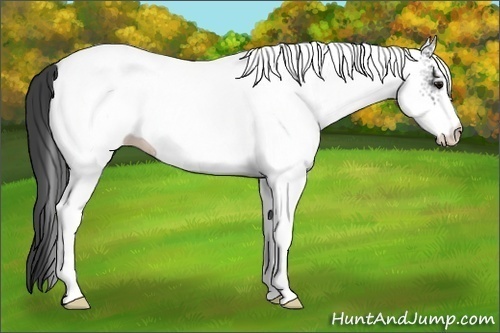 Horse Color:White Spotted Smoky Black