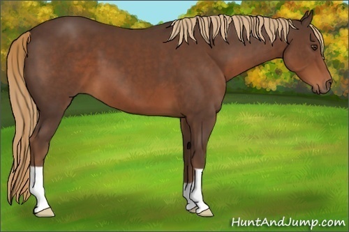 Horse Color:Liver Chestnut 