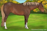 Horse Color:Liver Chestnut 
