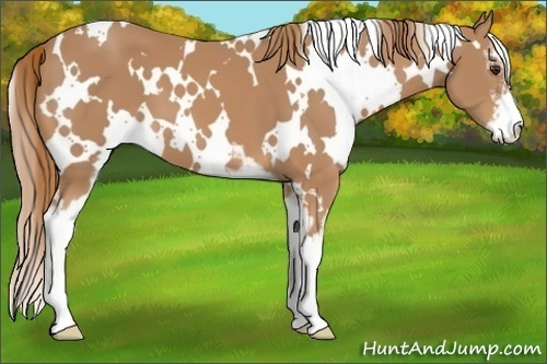 Horse Color:White Spotted Chestnut Sabino