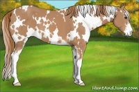Horse Color:White Spotted Chestnut Sabino