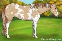 Horse Color:White Spotted Red Dun Sabino 