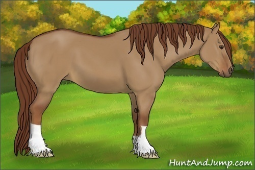 Horse Color:Red Dun 