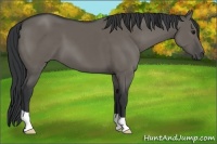 Horse Color:Grullo 