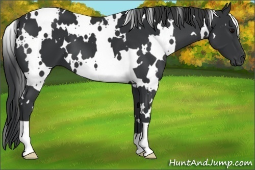Horse Color:White Spotted Black 