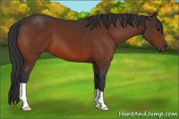 Horse Color:Bay 