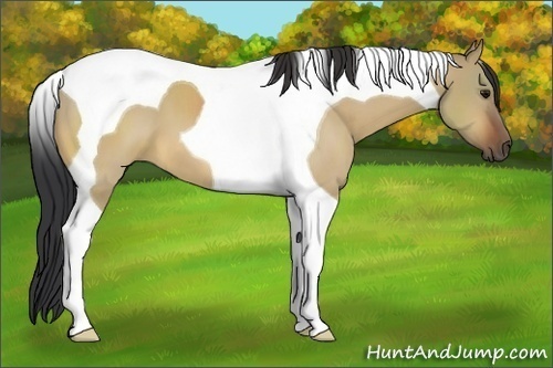 Horse Color:Bay Dun Tobiano 