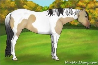 Horse Color:Bay Dun Tobiano 