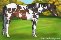Horse Color:White Spotted Brown
