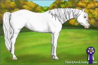 Horse Color:Gray Black Pearl Sabino