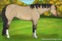Horse Color:Bay Dun