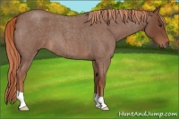Horse Color:Red Roan 