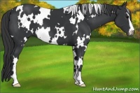Horse Color:White Spotted Black Sabino