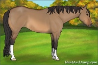 Horse Color:Bay Dun