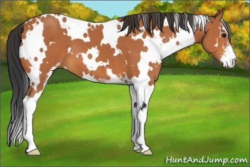 Horse Color:White Spotted Bay Sabino