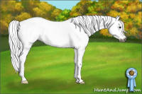 Horse Color:Gray Bay Sabino
