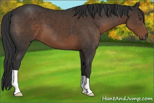 Horse Color:Liver Chestnut