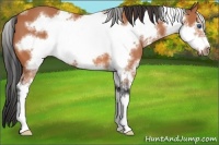 Horse Color:White Spotted Bay Sabino Frame