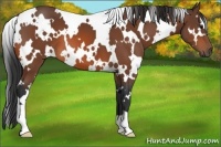 Horse Color:White Spotted Bay 