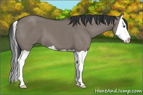 Horse Color:Grullo Splash