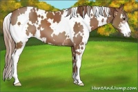 Horse Color:White Spotted Chestnut Sabino