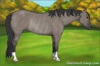 Horse Color:Grullo Rabicano 