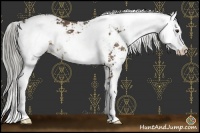 Horse Color:Chocolate Palomino Sabino 