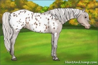 Horse Color:White Spotted Silver Black Appaloosa 