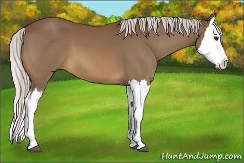 Horse Color:Silver Bay Splash 