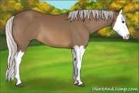Horse Color:Silver Bay Splash 