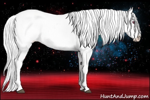 Horse Color:Bay Chinchilla Pearl Appaloosa 