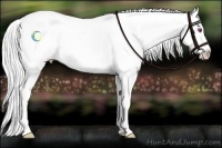 Horse Color:Classic Cream Champagne Chinchilla Appaloosa 