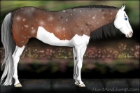 Horse Color:Bay Splash 