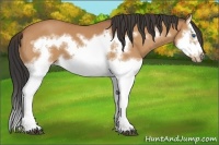 Horse Color:Bay Splash Frame 