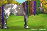 Horse Color:Painted White Spotted Grullo Rabicano 