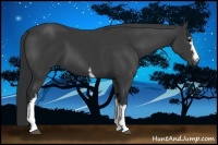 Horse Color:White Spotted Black Sabino