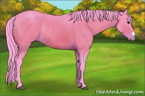 Horse Color:Watercolor Bay Rabicano 