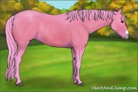 Horse Color:Watercolor Bay Rabicano 