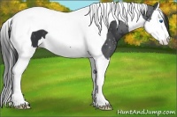 Horse Color:Black Splash Tobiano