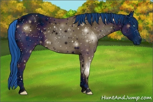 Horse Color:ERROR: UNKNOWN ANOMALY