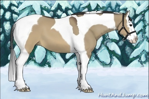 Horse Color:Brown Dun Splash Tobiano 