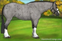 Horse Color:Grullo Roan 
