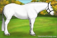 Horse Color:Grullo Roan Splash Tobiano