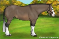 Horse Color:Brown Dun Splash