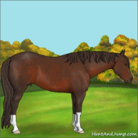 Horse Color:Liver Chestnut 
